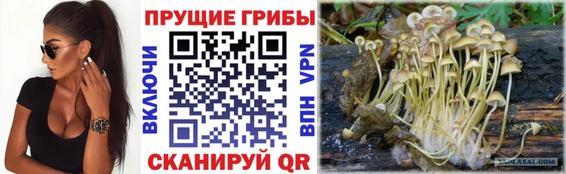 Галлюциногенные грибы GOLDEN TEACHER  OMG как войти  Чишмы 